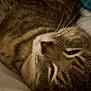 cat, tabby, sleepy, close_up, whiskers, fur, pet, animal, resting, indoors, soft, cozy, relaxed, cute, mammal, feline, face, lying_down, bed, nap