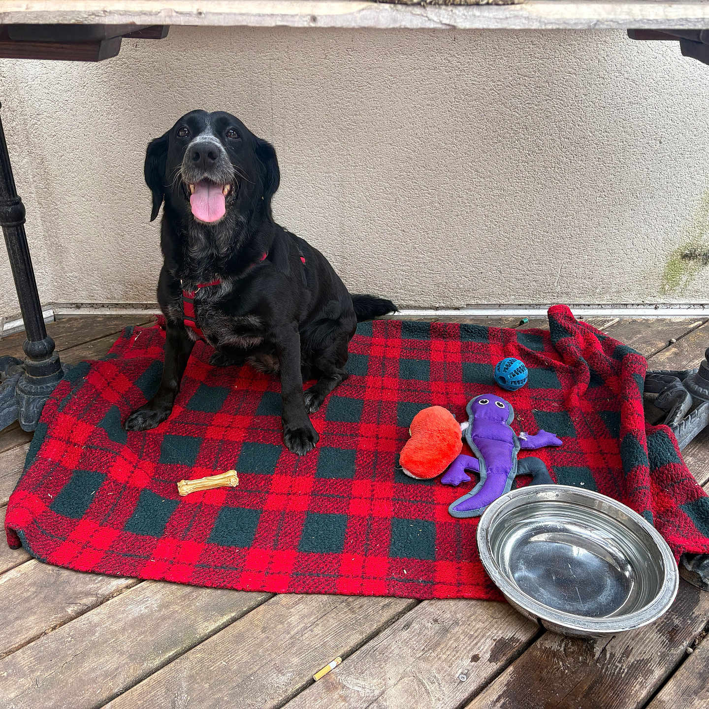 Ollie a rejoint le concours — aidez-le/la à gagner de superbes lots ! black_dog, blanket, blue_ball, checkered_blanket, dog, happy, metal_bowl, orange_toy, outdoor, pet, playful, purple_toy, red_harness, sitting, table, table_legs, tongue_out, toy, water_bowl, wooden_deck
