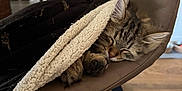 Albert a rejoint le concours — aidez-le/la à gagner de superbes lots ! cat, kitten, sleeping, blanket, chair, cozy, fur, tabby, indoor, resting, cute, pet, paw, relaxing, soft, warm, comfy, furniture, home, animal