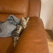 Albert participe au concours pour gagner de l'argent avec cette photo : kitten, cat, feline, pet, sleeping, couch, leather, brown, gray, sweater, indoor, cozy, fur, animal, relaxing, small, cute, home, resting, comfortable