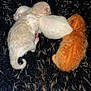 animal, baby_animal, black_blanket, cat, closeup, cozy, cute, domestic_cat, fluffy, fur, furry, kitten, newborn_kittens, orange_kitten, pet, resting, sleeping, small, soft, white_kitten