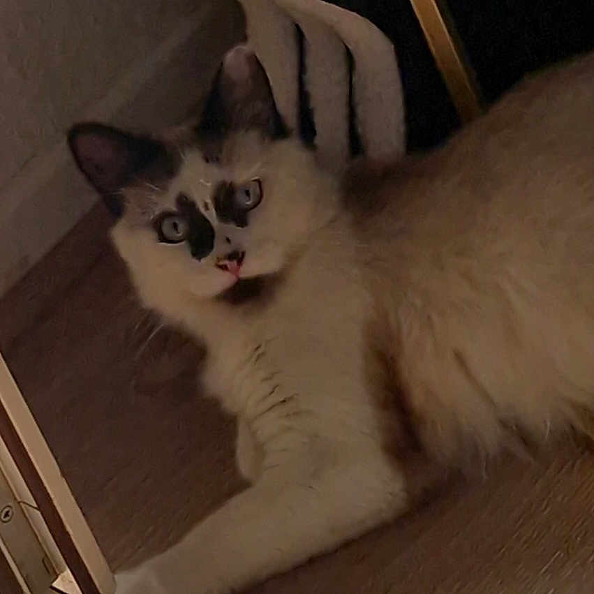 Mochi participe au concours pour gagner de l'argent avec cette photo : animal, black_markings, brown, cat, cute, domestic, ears, feline, floor, fluffy, fur, indoor, looking, lying_down, pet, relaxed, whiskers, white, wide_eyes, wooden_floor