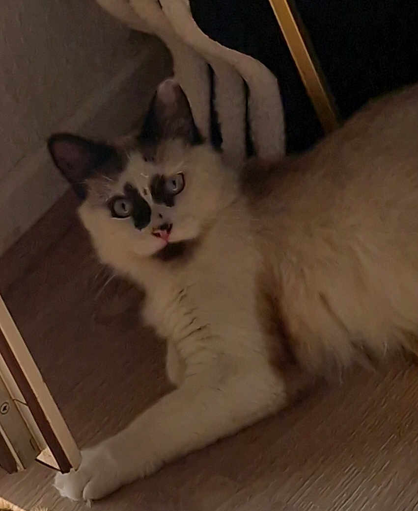Mochi
