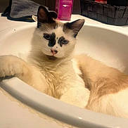 Mochi a rejoint le concours — aidez-le/la à gagner de superbes lots ! cat, sink, bathroom, relaxed, white, brown, fur, domestic_animal, pet, counter, towel, bottle, basket, indoor, portrait, feline, animal, resting, closeup, curious