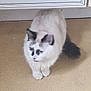 animal, cabinet, calm, carpet, cat, domestic, drawer, ears, feline, floor, fur, gray, home, indoor, looking, paws, pet, sitting, tail, white