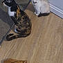 Mochi a rejoint le concours — aidez-le/la à gagner de superbes lots ! cat, kitten, floor, wooden_floor, indoor, doorway, calico_cat, orange_kitten, white_kitten, pets, animal, feline, domestic_animal, cute, three_cats, sitting, looking_away, fur, whiskers, ears