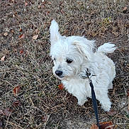 Alex is registered to the contest to win money with this photo: animal, autumn_leaves, canine, collar, curious, cute, daylight, dog, dry_grass, fur, grass, ground, leash, nature, outdoor, pet, side_view, small_dog, walking, white_dog