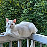 animal, balcony, cat, daylight, ears, foliage, fur, greenery, leafy_background, looking_at_camera, nature, outdoor, peaceful, pet, quiet, railing, resting, tail, whiskers, white_cat