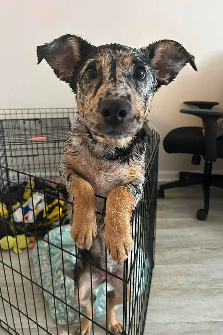 Cece is registered to the contest to win money with this photo: animal, cage, canine, chihuahua, den, dog, doghouse, germanshepherd, hound, indoors, kennel, pet, puppy, racket, snout, sport, tennis, tennisracket