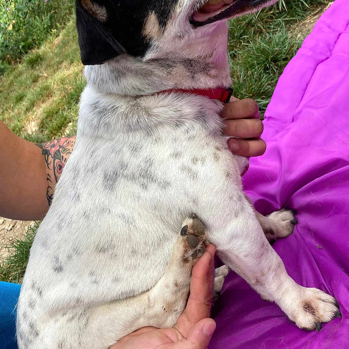 Rony a rejoint le concours — aidez-le/la à gagner de superbes lots ! dog, black_and_white, red_collar, tongue_out, sitting, purple_blanket, tattoo, hand, grass, outdoor, pet, canine, happy, animal, fur, paw, nature, companion, resting, friendly
