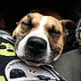 Blue is registered to the contest to win money with this photo: american_pit_bull_terrier, american_staffordshire_terrier, ancient_dog_breeds, canidae, carnivore, dog, dog_breed, fawn, mammal, non_sporting_group, nose, snout, whiskers
