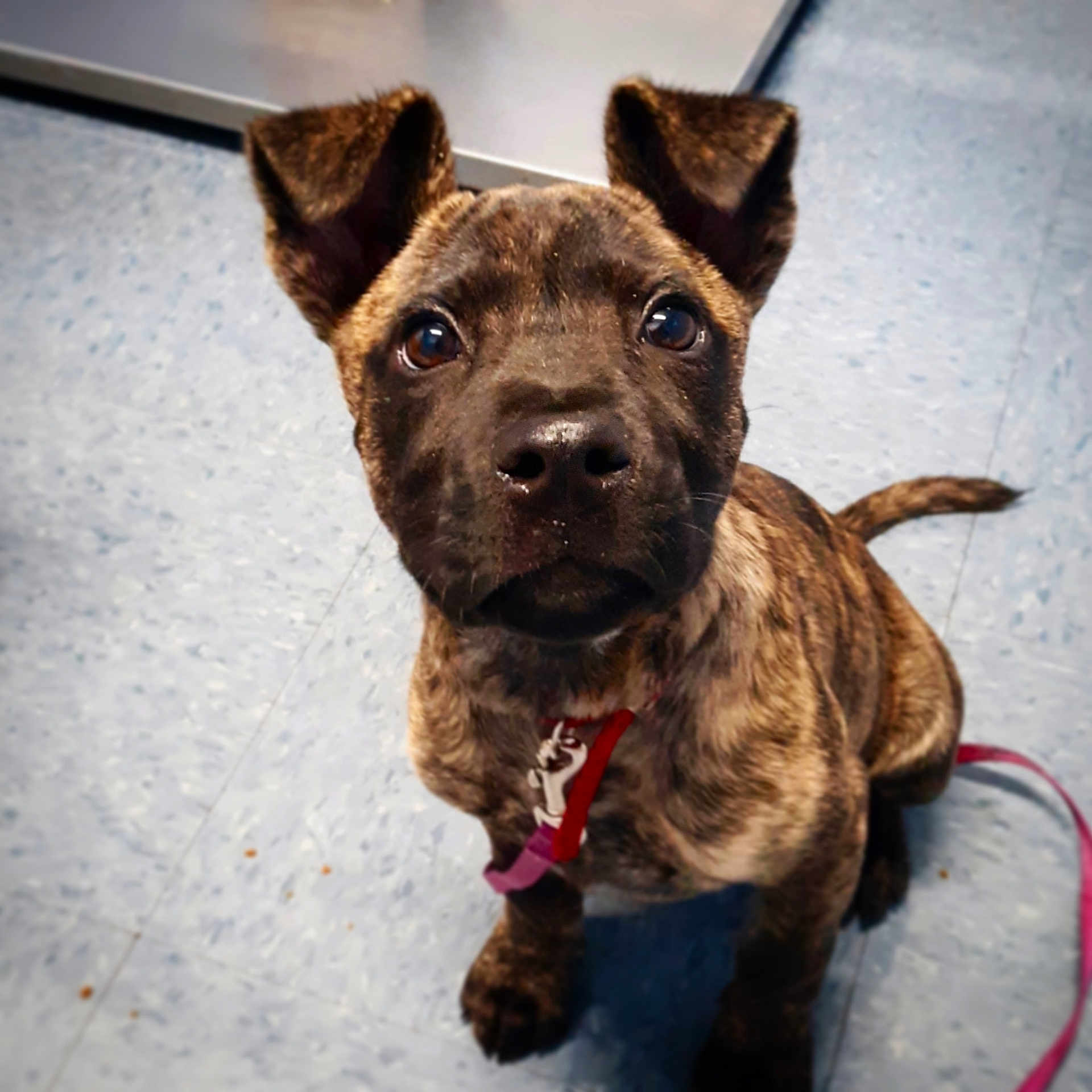 Lacey Lu joined the competition — help win amazing prizes! american_pit_bull_terrier, american_staffordshire_terrier, canidae, carnivore, cimarron_uruguayo, dog, dog_breed, dog_collar, dutch_shepherd_dog, fawn, formosan_mountain_dog, kai_ken, mammal, non_sporting_group, puppy, rare_breed_dog, snout, sporting_group, treeing_tennessee_brindle, vertebrate
