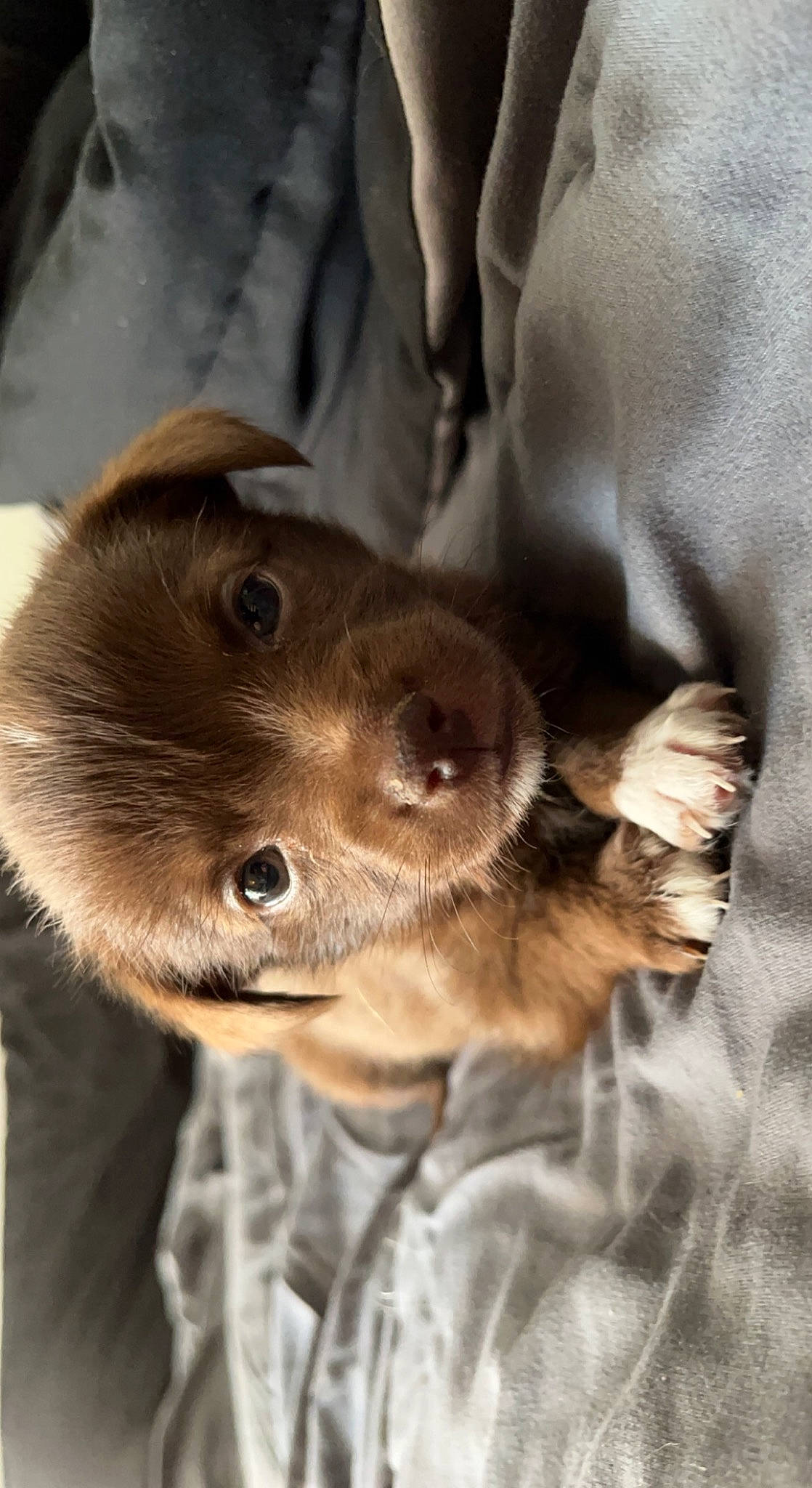 Honey is registered to the contest to win money with this photo: canidae, carnivore, comfort, companion_dog, dog, dog_breed, ear, fawn, fur, gesture, jaw, liver, paw, puppy, selfie, snout, sporting_group, whiskers, wood, working_animal