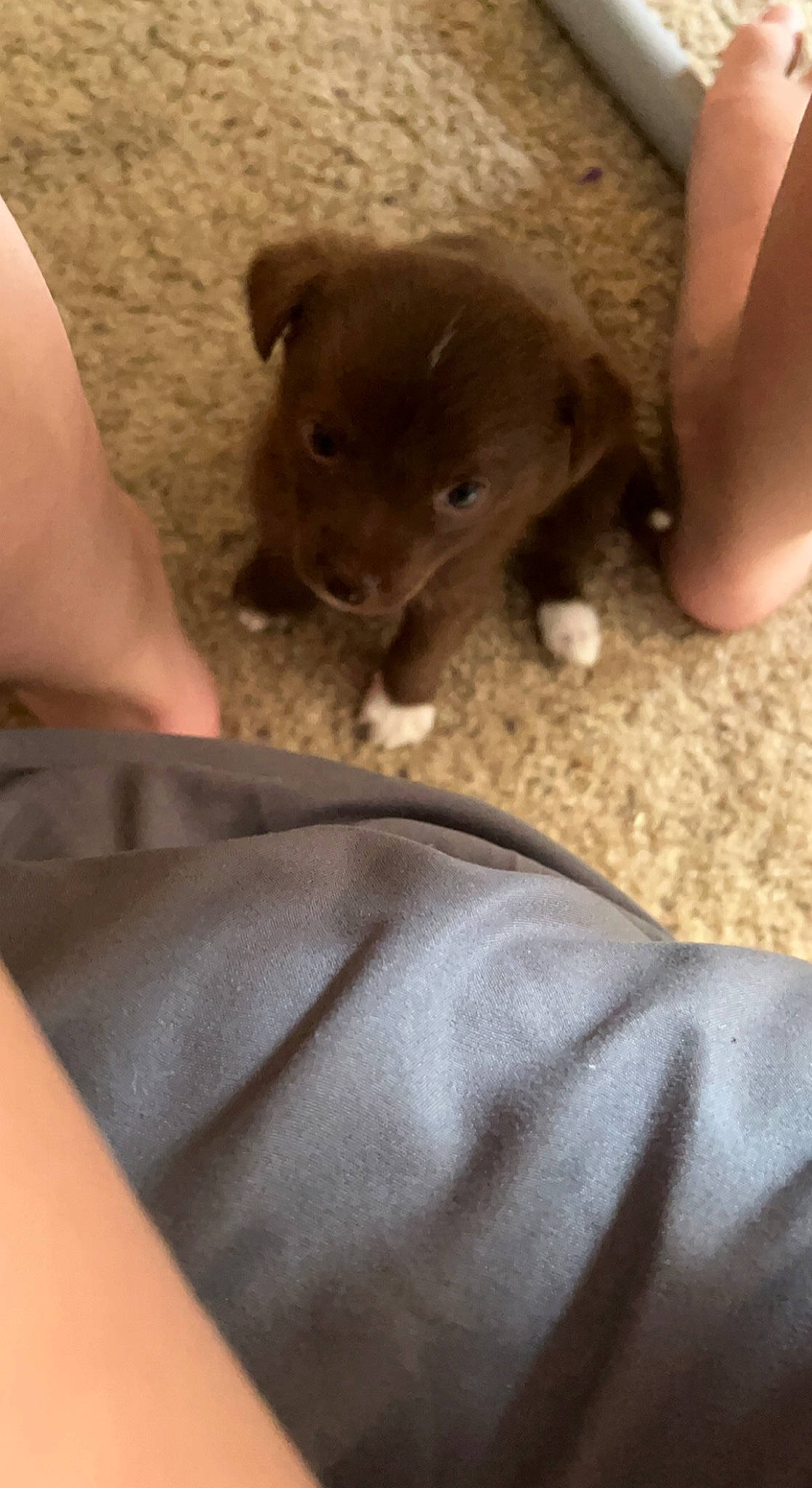 Honey joined the competition — help win amazing prizes! canidae, comfort, companion_dog, dog_breed, elbow, fawn, finger, foot, fur, hamster, human_leg, nail, paw, rodent, snout, tail, terrestrial_animal, whiskers, working_animal, wrist