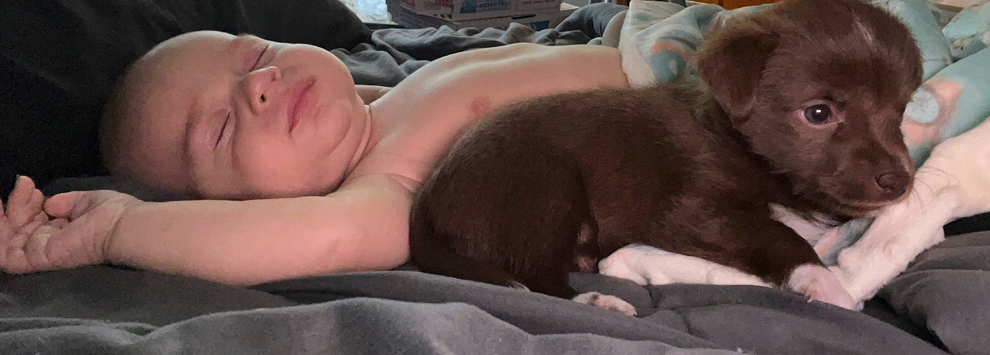 Honey is registered to the contest to win money with this photo: abdomen, barechested, bed, bedding, bedtime, chest, child, childbirth, comfort, companion_dog, dog, fawn, flesh, fur, linens, nap, rock, sand, sleep, wrinkle