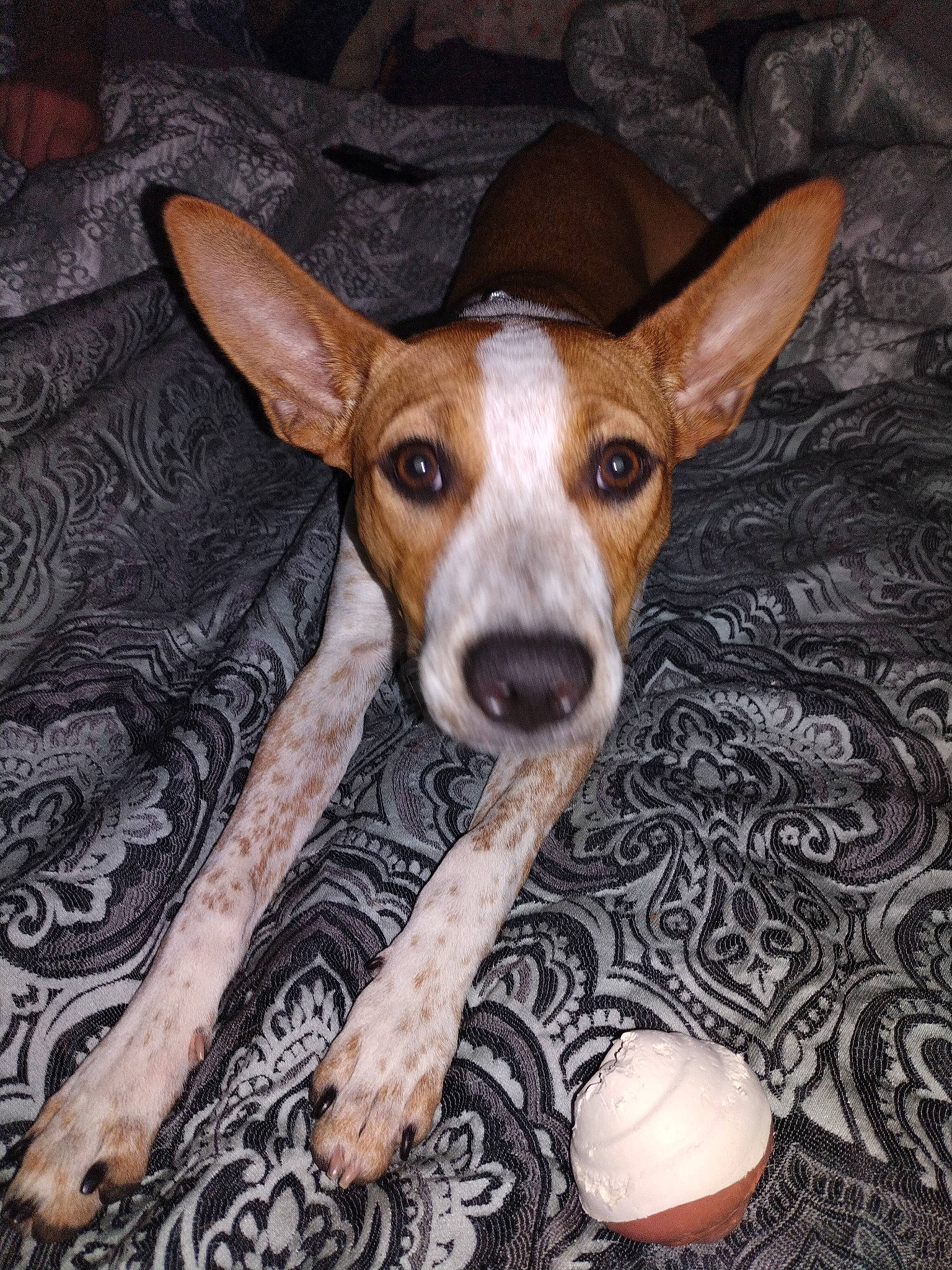 Daisy May joined the competition — help win amazing prizes! basenji, canidae, carnivore, companion_dog, dog, dog_breed, ear, fawn, hound, hunting_dog, irishjacks, non_sporting_group, puppy, snout, sporting_group, terrestrial_animal, terrier, whiskers, wood, working_animal