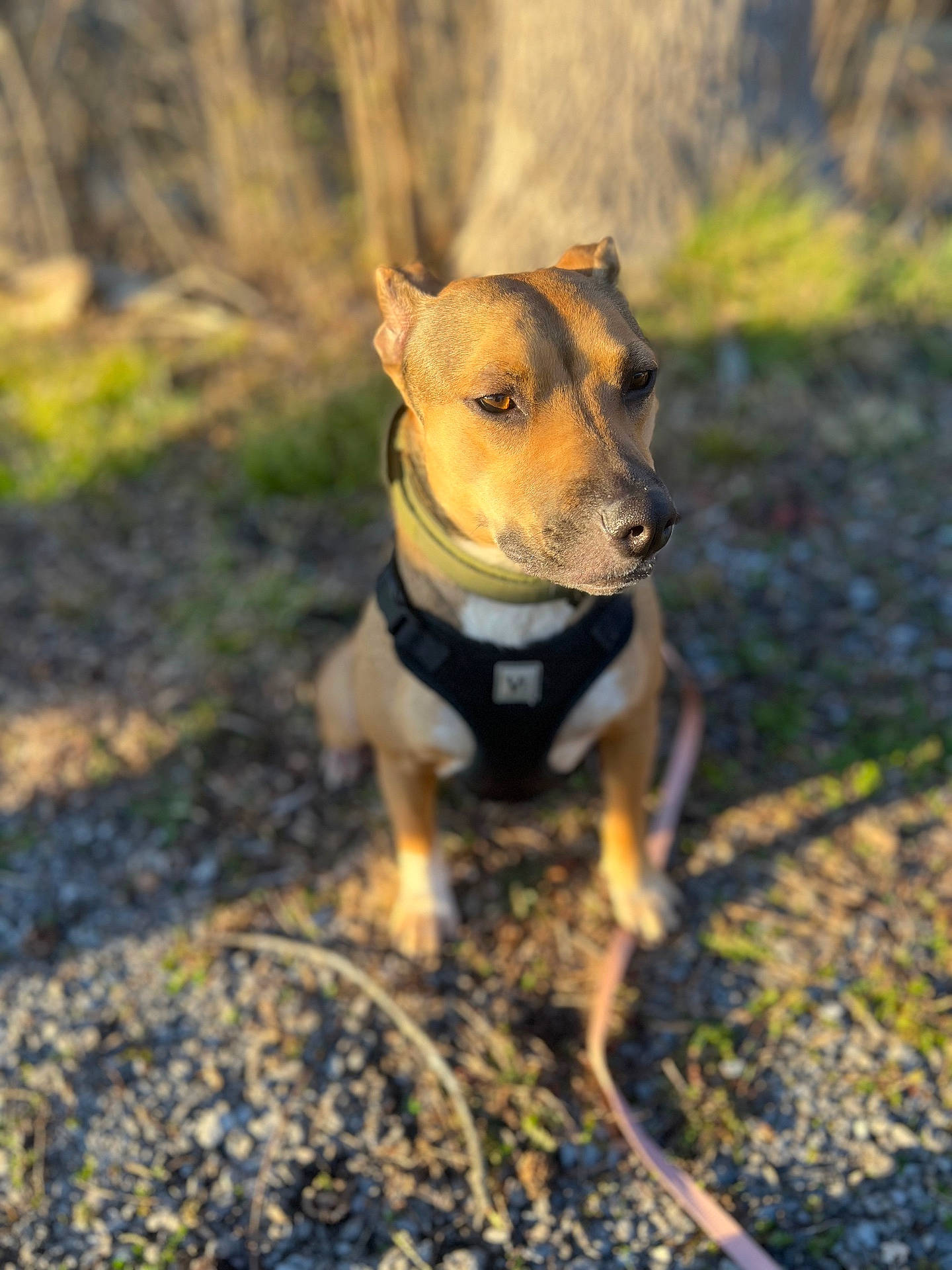 Ninja is registered to the contest to win money with this photo: animal, brown_coat, calm, canine, closeup, daylight, dog, ears_up, focused, forest, gravel, ground, harness, leash, nature, outdoor, pet, portrait, sitting, sunlight
