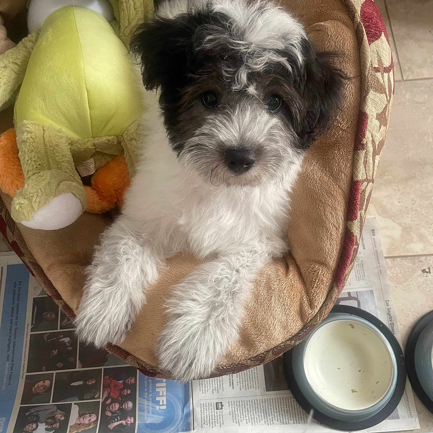 Oreo Kusuma is registered to the contest to win money with this photo: animal, bed, black_and_white, cage, cozy, curious, cute, dog, floor, fluffy, indoor, looking_up, newspaper, pet, puppy, resting, stuffed_animal, tiled_floor, toy, water_bowl