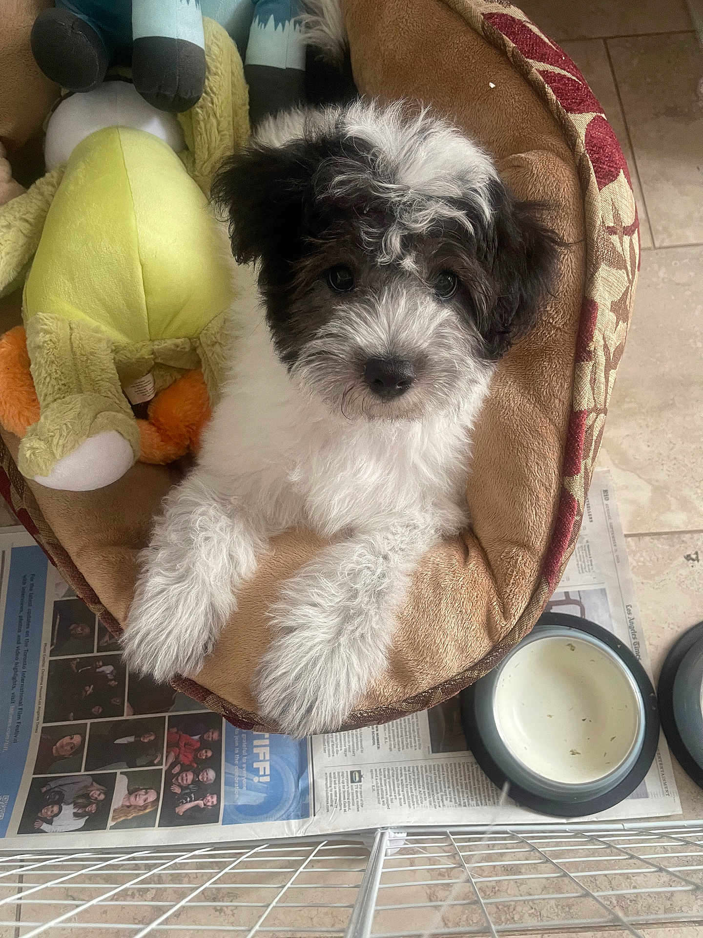 Oreo Kusuma is registered to the contest to win money with this photo: animal, bed, black_and_white, cage, cozy, curious, cute, dog, floor, fluffy, indoor, looking_up, newspaper, pet, puppy, resting, stuffed_animal, tiled_floor, toy, water_bowl