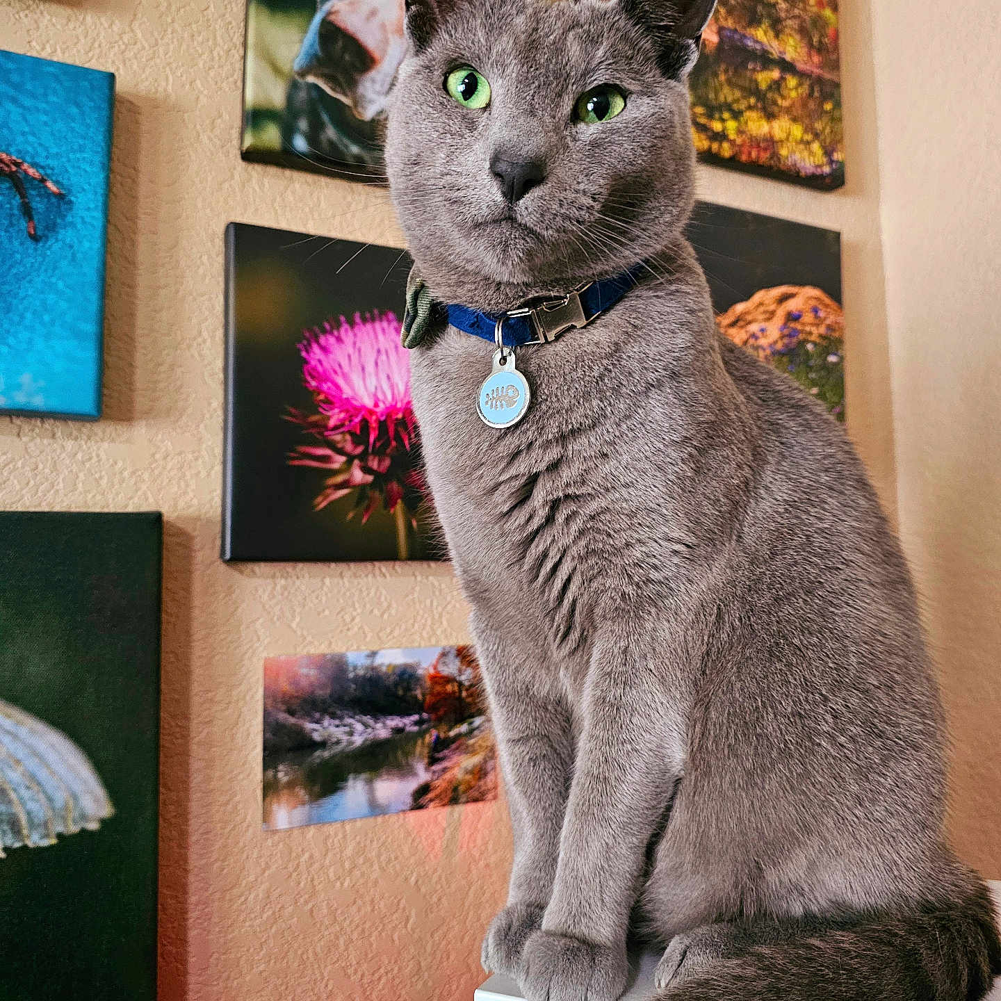 Siniy joined the competition — help win amazing prizes! abyssinian, animal, art, artgallery, blackboard, cat, collage, computerhardware, electronics, flower, hardware, indoors, interiordesign, manx, monitor, painting, pet, plant, screen, shelf
