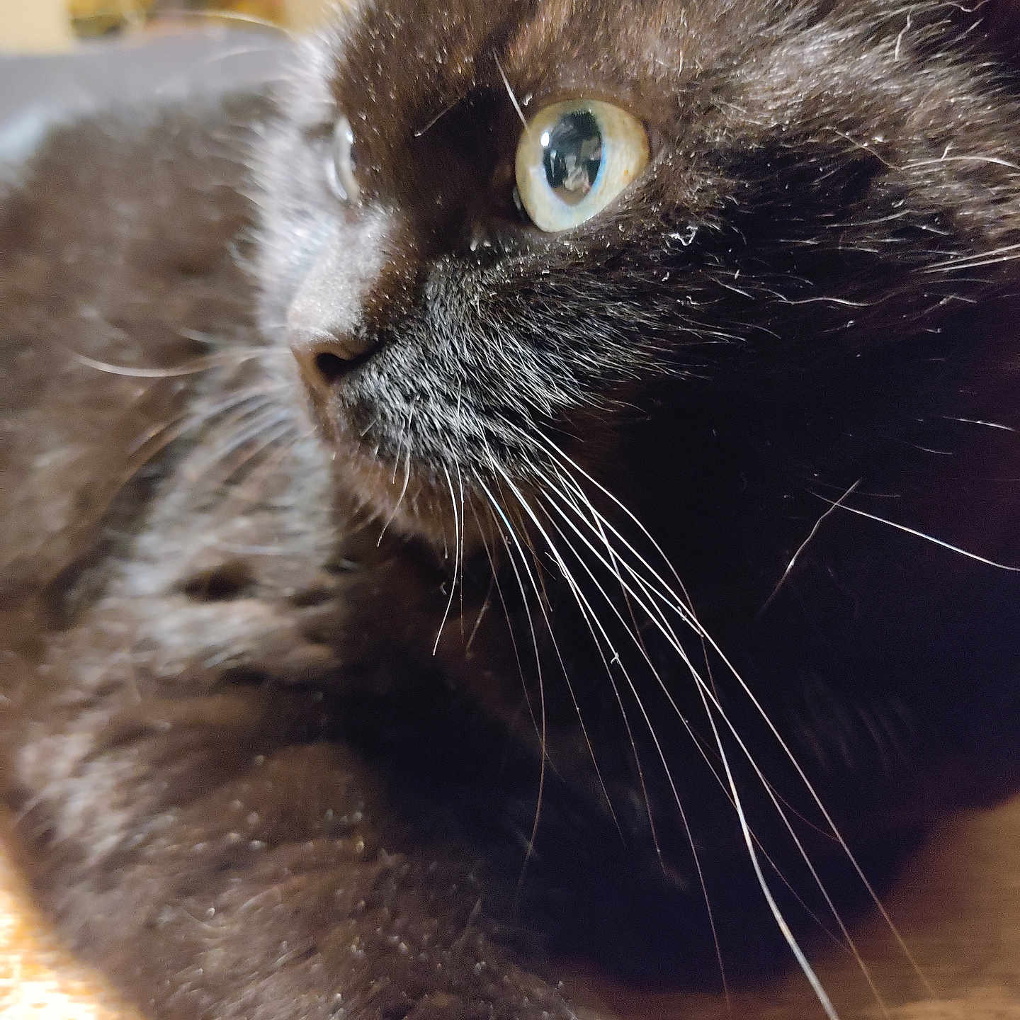 Eugénie a rejoint le concours — aidez-le/la à gagner de superbes lots ! abyssinian, animal, blackcat, cat, kitten, manx, pet