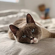 Perle participe au concours pour gagner de l'argent avec cette photo : animal_face, bed, blue_eyes, cat, close_up, cozy, cute, domestic_animal, ear, feline, fur, indoor, lying_down, pet, portrait, relaxed, resting, soft_light, whiskers, window_light