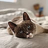 animal_face, bed, blue_eyes, cat, close_up, cozy, cute, domestic_animal, ear, feline, fur, indoor, lying_down, pet, portrait, relaxed, resting, soft_light, whiskers, window_light