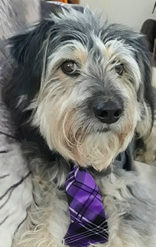 Grady is registered to the contest to win money with this photo: biewer_terrier, canidae, carnivore, companion_dog, dog, dog_breed, fur, maltepoo, puppy, schnauzer, small_terrier, snout, sporting_group, terrier, toy_dog, water_dog, working_animal, yorkipoo