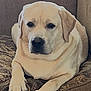 dog, labrador_retriever, pet, canine, animal, fur, paw, couch, cushion, indoor, resting, relaxed, mammal, companion, domestic_animal, face, ears, nose, whiskers, home