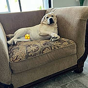 Murphy joined the competition — help win amazing prizes! dog, labrador_retriever, couch, indoor, relaxed, pet, animal, window, natural_light, floor, tile_floor, furniture, living_room, patterned_cushion, yellow_dog, lying_down, cute, emoji, decor, flower_vase