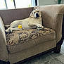 dog, labrador_retriever, couch, indoor, relaxed, pet, animal, window, natural_light, floor, tile_floor, furniture, living_room, patterned_cushion, yellow_dog, lying_down, cute, emoji, decor, flower_vase