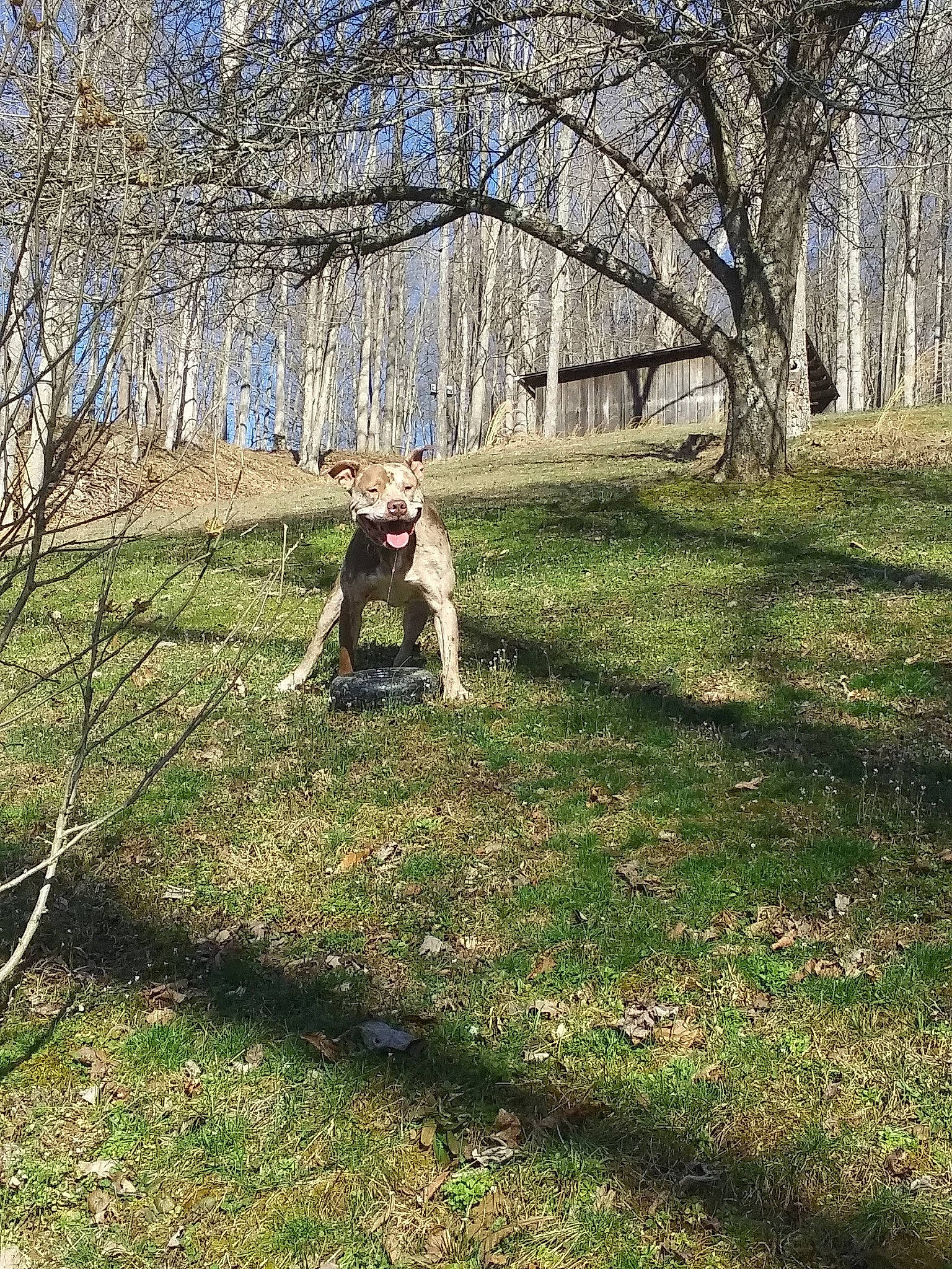 Duke is registered to the contest to win money with this photo: carnivore, dog_breed, fawn, forest, grass, grassland, groundcover, landscape, lawn, leisure, meadow, natural_landscape, people_in_nature, plant, shrub, sunlight, tree, trunk, twig, wood