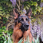 Texas a rejoint le concours — aidez-le/la à gagner de superbes lots ! dog, german_shepherd, flower, purple_flower, plant, greenery, nature, garden, outdoor, animal, fur, ears, face, canine, portrait, leaf, bush, pet, watchful, calm