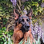 dog, german_shepherd, flower, purple_flower, plant, greenery, nature, garden, outdoor, animal, fur, ears, face, canine, portrait, leaf, bush, pet, watchful, calm