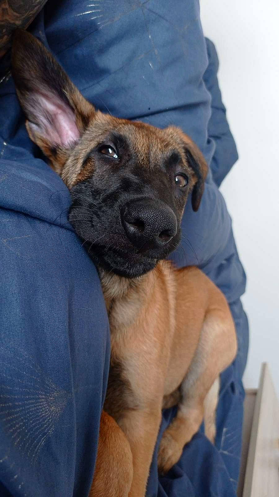 Uston participe au concours pour gagner de l'argent avec cette photo : ancient_dog_breeds, canidae, carnivore, collar, companion_dog, dog, dog_breed, fawn, fur, guard_dog, herding_dog, sleeve, snout, sporting_group, whiskers, working_animal, working_dog