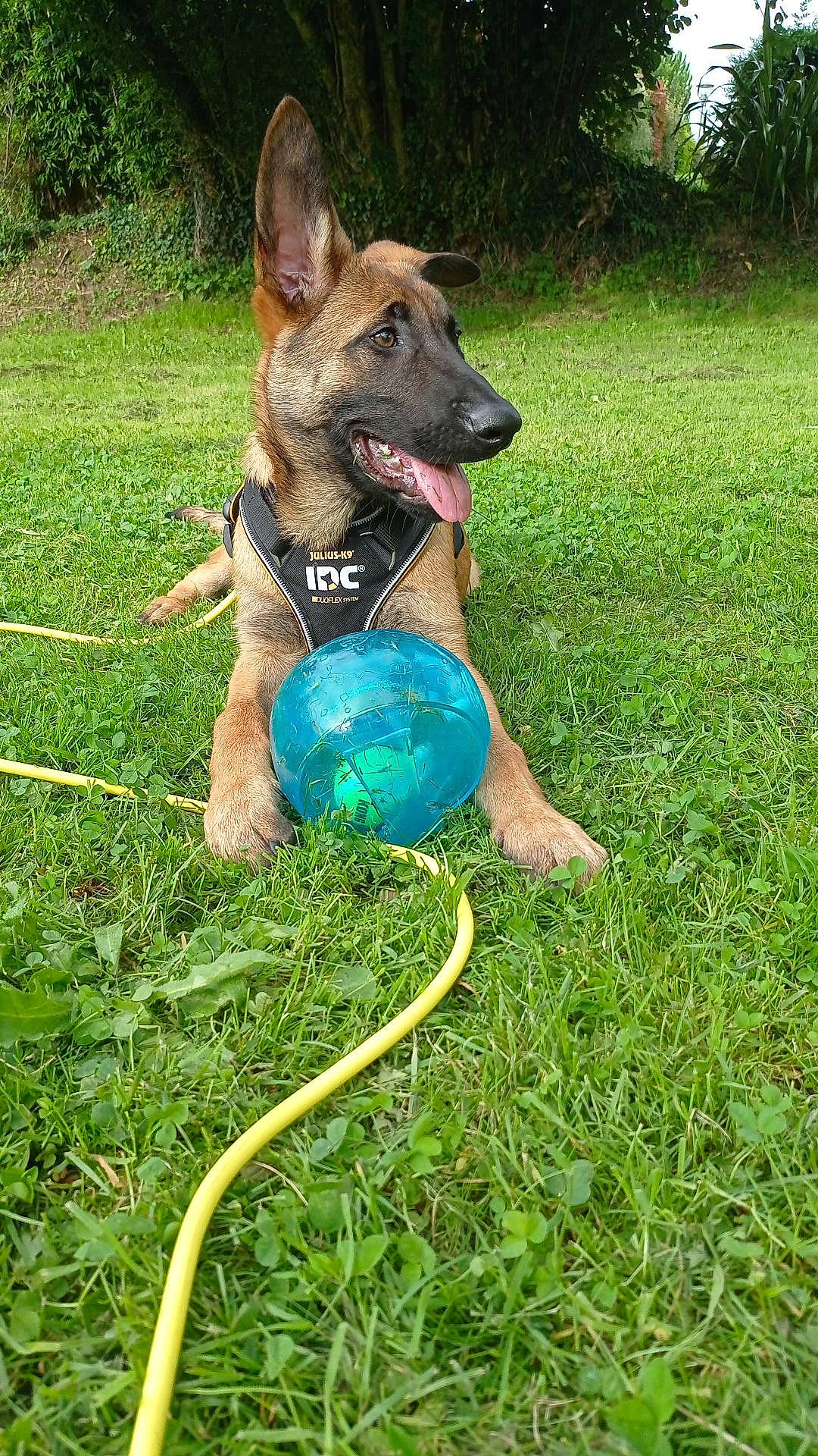 Uston a rejoint le concours — aidez-le/la à gagner de superbes lots ! ball, carnivore, companion_dog, dog, dog_breed, dog_supply, east_european_shepherd, electric_blue, fawn, german_shepherd_dog, grass, herding_dog, king_shepherd, lawn, old_german_shepherd_dog, plant, recreation, snout, sports_toy, toy