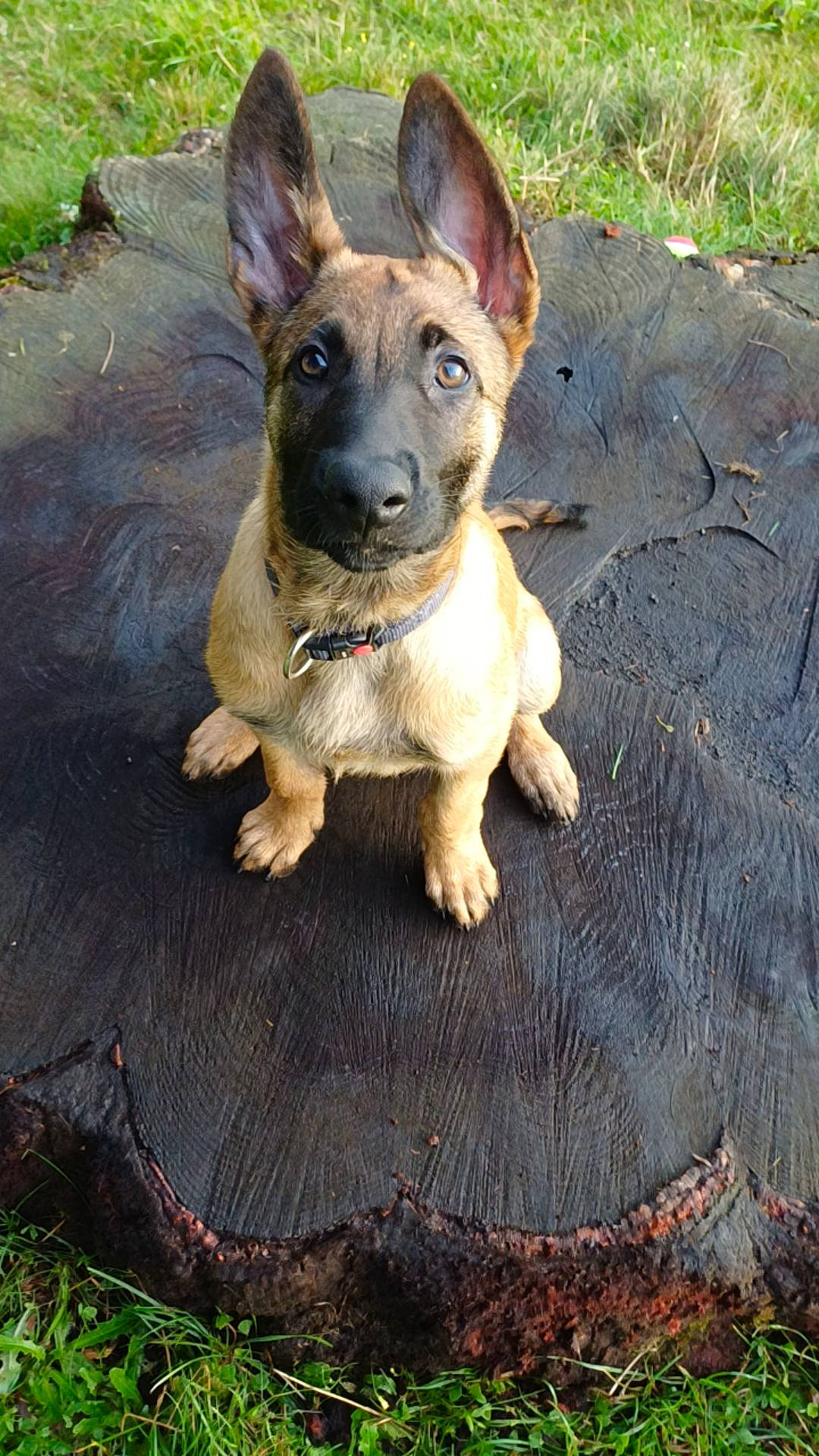 Uston a rejoint le concours — aidez-le/la à gagner de superbes lots ! adventure, canidae, carnivore, collar, companion_dog, dog, dog_breed, dog_collar, grass, herding_dog, plant, soil, sporting_group, street_dog, tail, terrestrial_animal, whiskers, wood, working_animal, working_dog