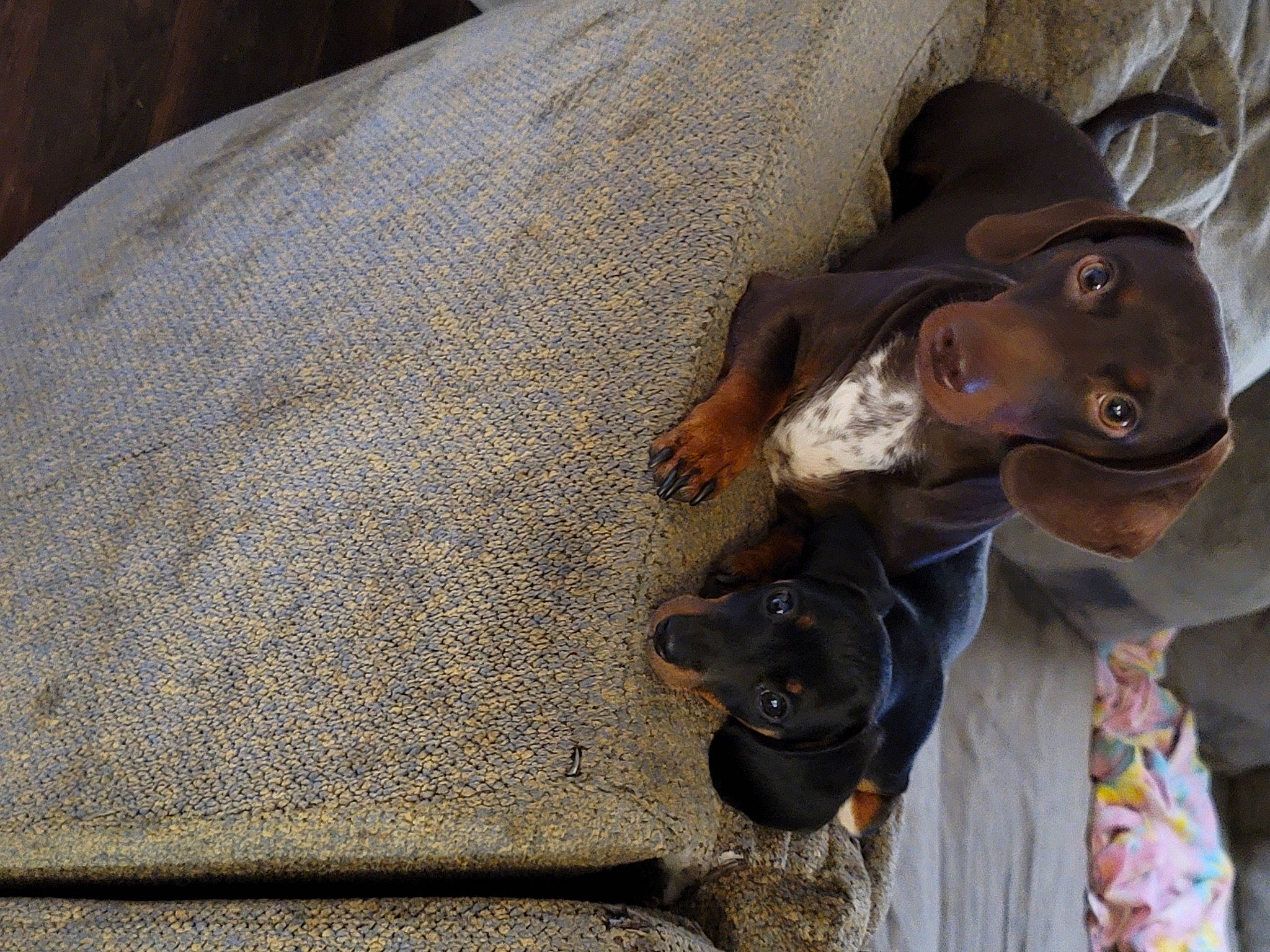 Ozzie is registered to the contest to win money with this photo: brown, canidae, companion_dog, dog, dog_breed, liver, snout, working_animal, working_dog