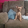 blue_cushion, brown_furniture, canine, casual, couch, cozy, dog, domestic, furniture, home, household, indoor, living_room, pet, pink_wall, relaxed, scruffy, seated, small_dog, wall_decoration