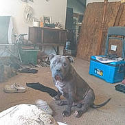 Robert Herrera joined the competition — help win amazing prizes! dog, indoor, carpet, shoe, chair, furniture, cooler, table, rug, wood, pet, animal, floor, clutter, household, gray_dog, seated, messy, domestic, room