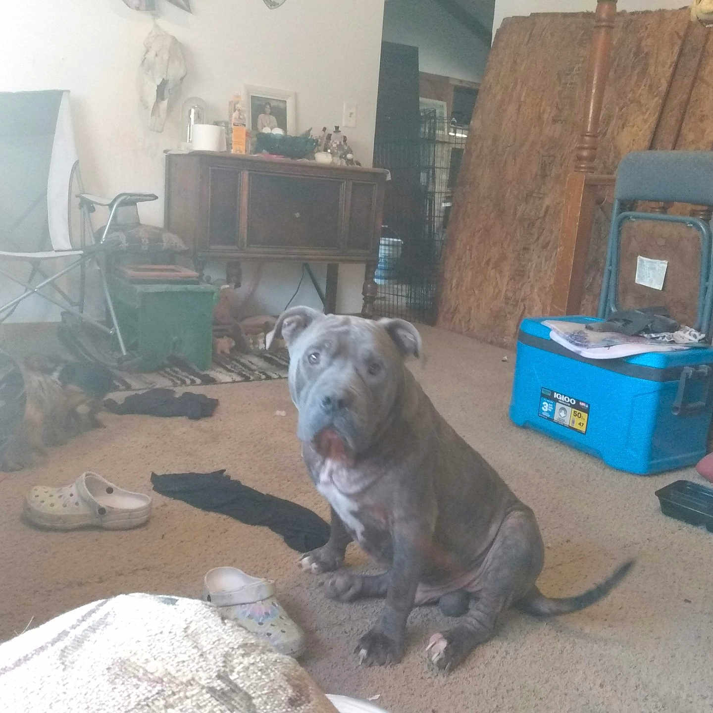 Robert Herrera joined the competition — help win amazing prizes! animal, carpet, chair, clutter, cooler, dog, domestic, floor, furniture, gray_dog, household, indoor, messy, pet, room, rug, seated, shoe, table, wood