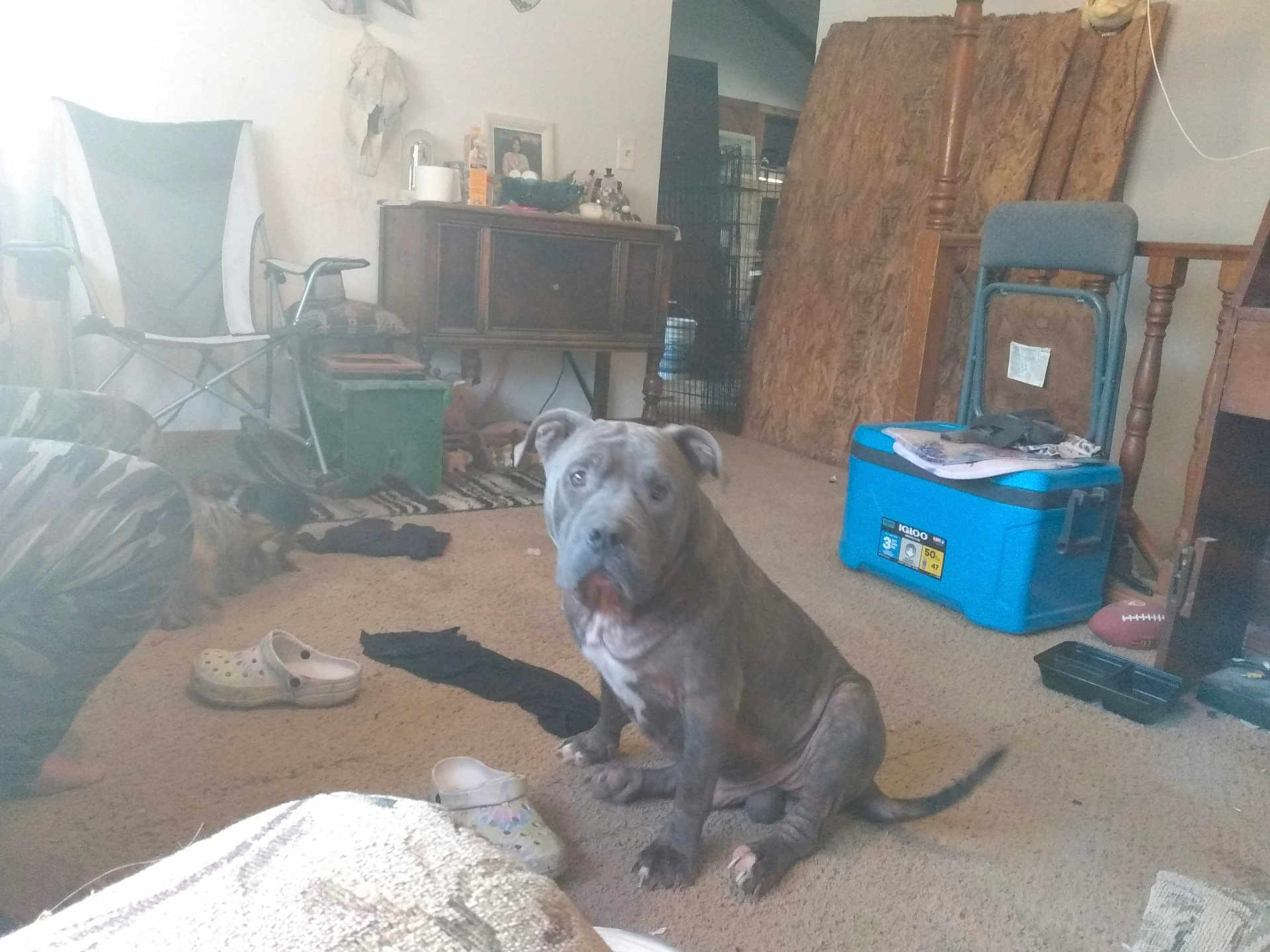 Robert Herrera joined the competition — help win amazing prizes! dog, indoor, carpet, shoe, chair, furniture, cooler, table, rug, wood, pet, animal, floor, clutter, household, gray_dog, seated, messy, domestic, room