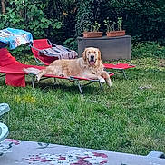 Ulysse a rejoint le concours — aidez-le/la à gagner de superbes lots ! golden_retriever, dog, lounge_chair, outdoor, garden, grass, plant, planter_box, relaxed, tongue_out, greenery, furniture, sunlight, nature, summer, happy, pet, canine, yard, daytime