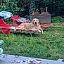 golden_retriever, dog, lounge_chair, outdoor, garden, grass, plant, planter_box, relaxed, tongue_out, greenery, furniture, sunlight, nature, summer, happy, pet, canine, yard, daytime