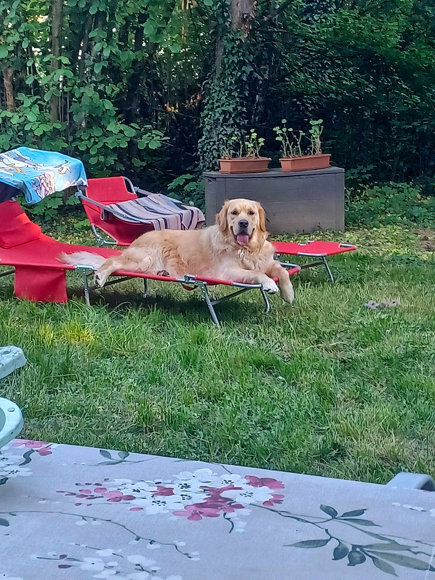 Ulysse a rejoint le concours — aidez-le/la à gagner de superbes lots ! golden_retriever, dog, lounge_chair, outdoor, garden, grass, plant, planter_box, relaxed, tongue_out, greenery, furniture, sunlight, nature, summer, happy, pet, canine, yard, daytime