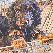 Molly is registered to the contest to win money with this photo: puppy, dog, shopping_cart, black, tan, cute, pet, animal, fur, store, retail, leash, curious, portrait, young, face, cage, background, award, text