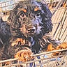 puppy, dog, shopping_cart, black, tan, cute, pet, animal, fur, store, retail, leash, curious, portrait, young, face, cage, background, award, text