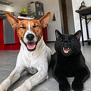 Vegas participe au concours pour gagner de l'argent avec cette photo : dog, cat, pets, animal, indoors, kitchen, floor, sitting, lying_down, black_cat, white_dog, brown_and_white, happy, smiling, open_mouth, closed_eyes, ears, paws, portrait, companionship