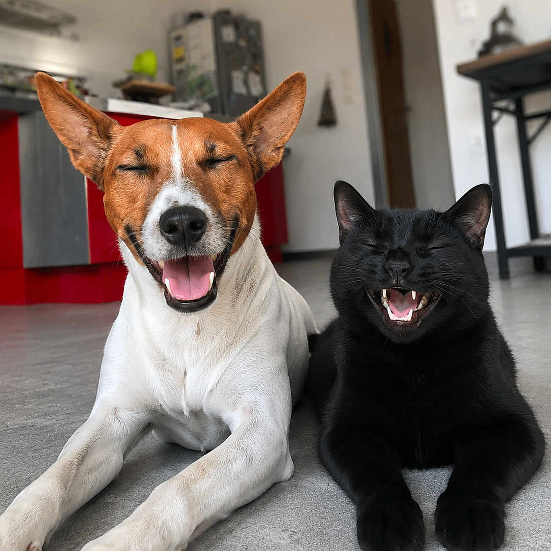 Vegas participe au concours pour gagner de l'argent avec cette photo : dog, cat, pets, animal, indoors, kitchen, floor, sitting, lying_down, black_cat, white_dog, brown_and_white, happy, smiling, open_mouth, closed_eyes, ears, paws, portrait, companionship