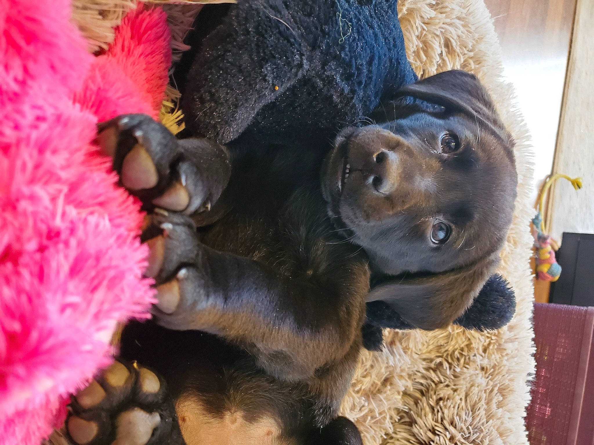 Lily joined the competition — help win amazing prizes! animal_product, companion_dog, curtain, dog_breed, fur, natural_material, organism, paw, pink, primate, snout, terrestrial_animal, vertebrate, zoo